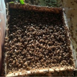 Cung Cấp Con Giống Thuần F1 & Côn Trùng Thương Phẩm Sạch - Trang Trại Côn Trùng Thành Tâm