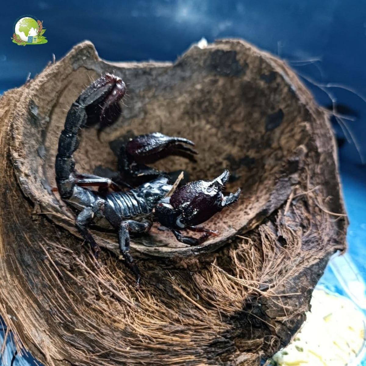 Bọ Cạp Giống
