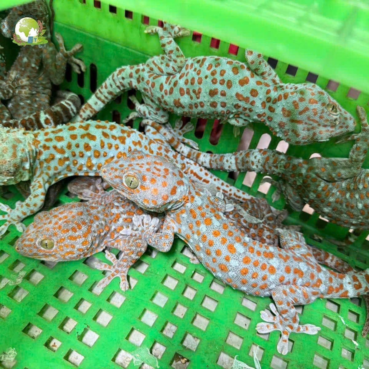 Tắc Kè Giống