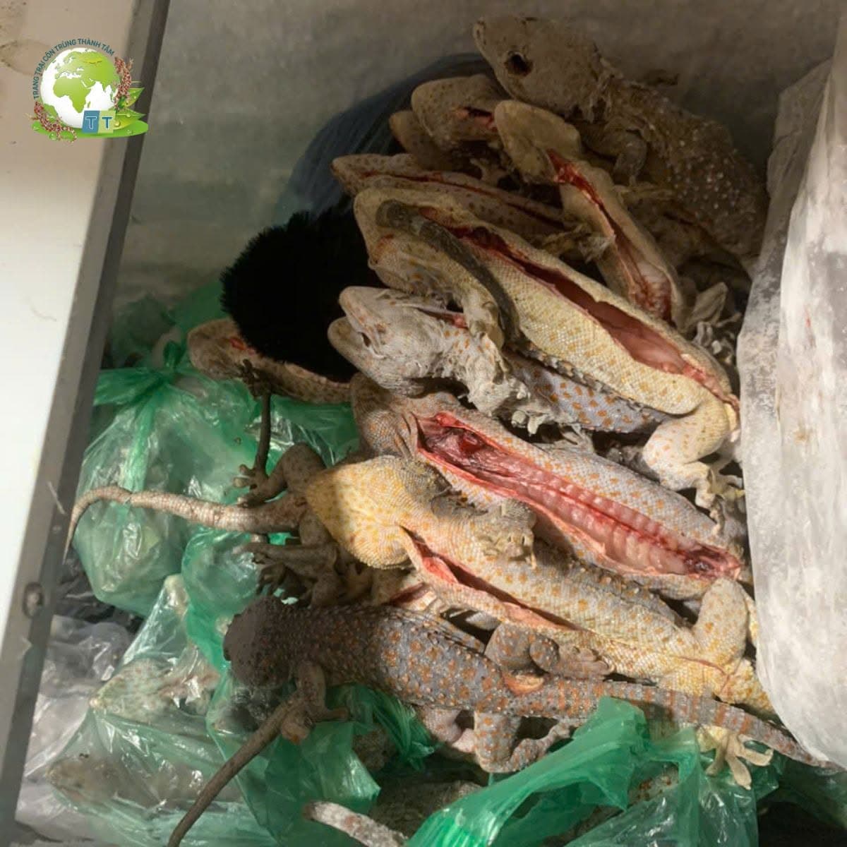 Tắc Kè Thương Phẩm