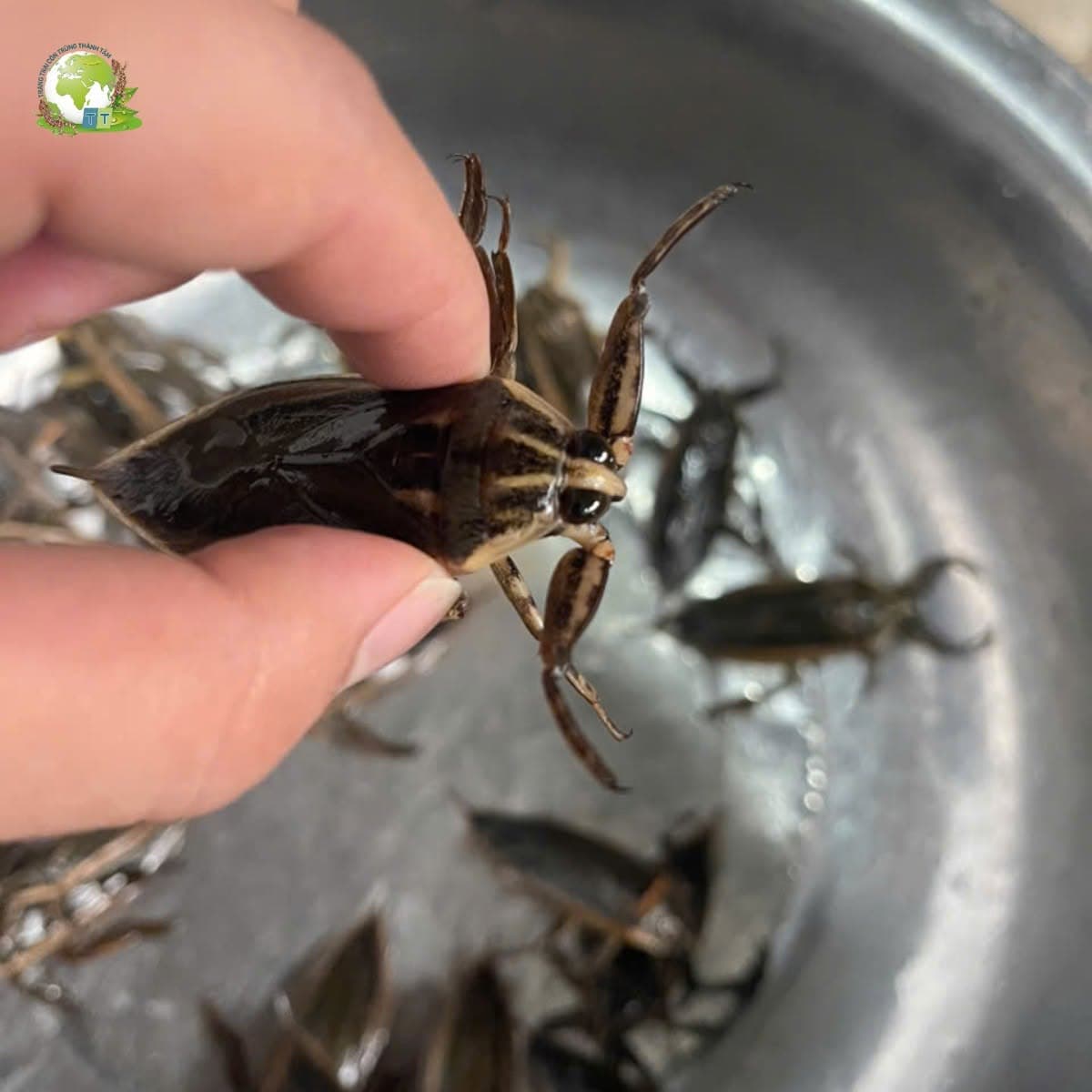 Cà Cuống Giống