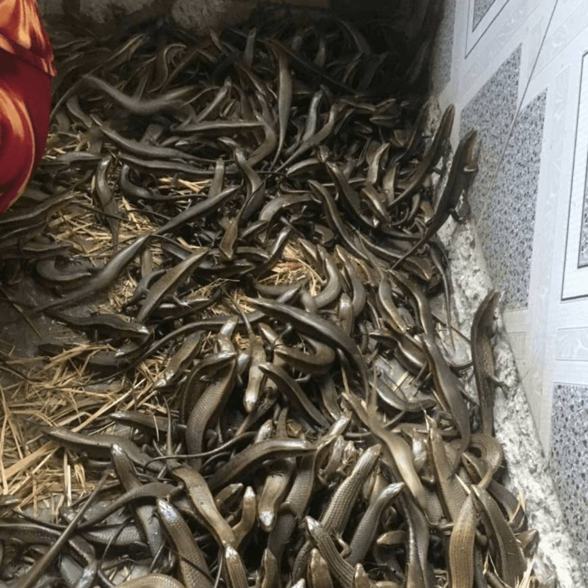 Rắn Mối Giống - Rắn Mối Sinh Sản